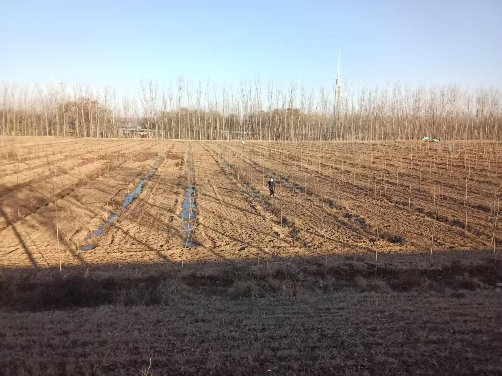 安澜公司东阿分公司:抢抓有利时机 掀起冬季植树热潮(图2) 安澜公司东阿分公司:抢抓有利时机 掀起冬季植树热潮(图2)